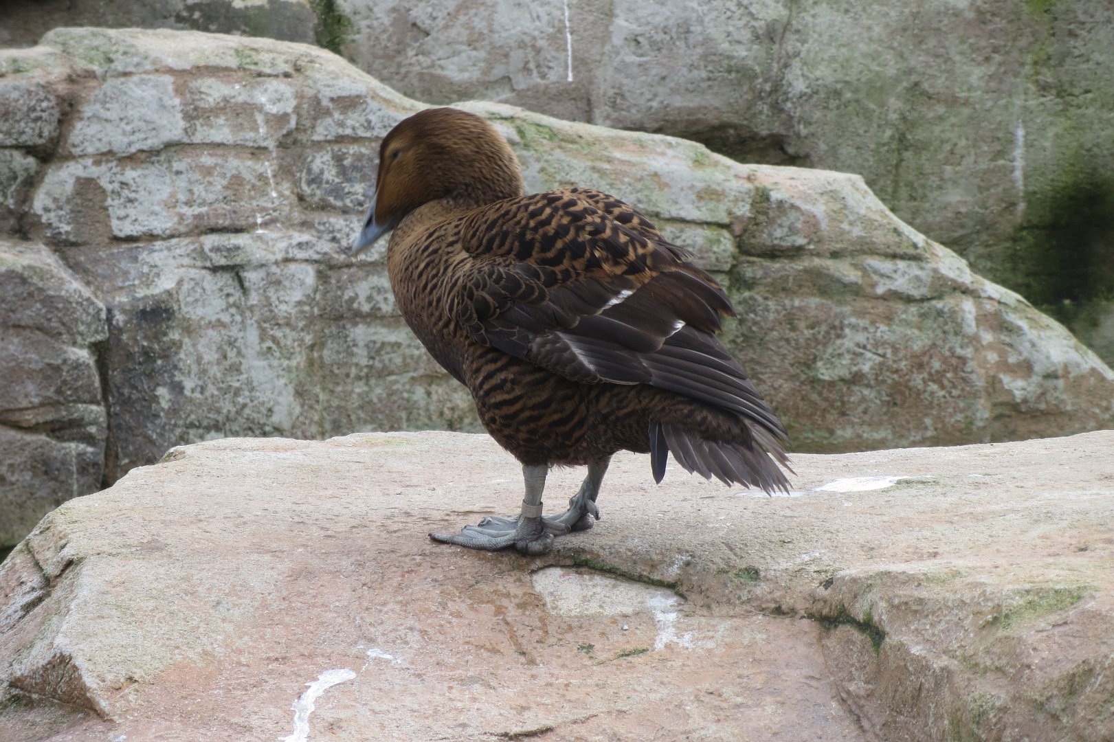 Walled Garden - Common eider 190219