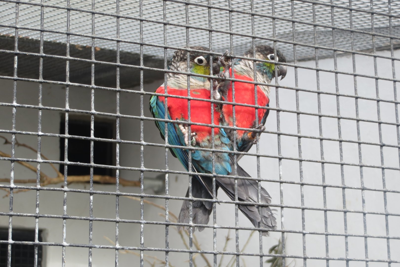 Walled Garden - Crimson-bellied conures 190219