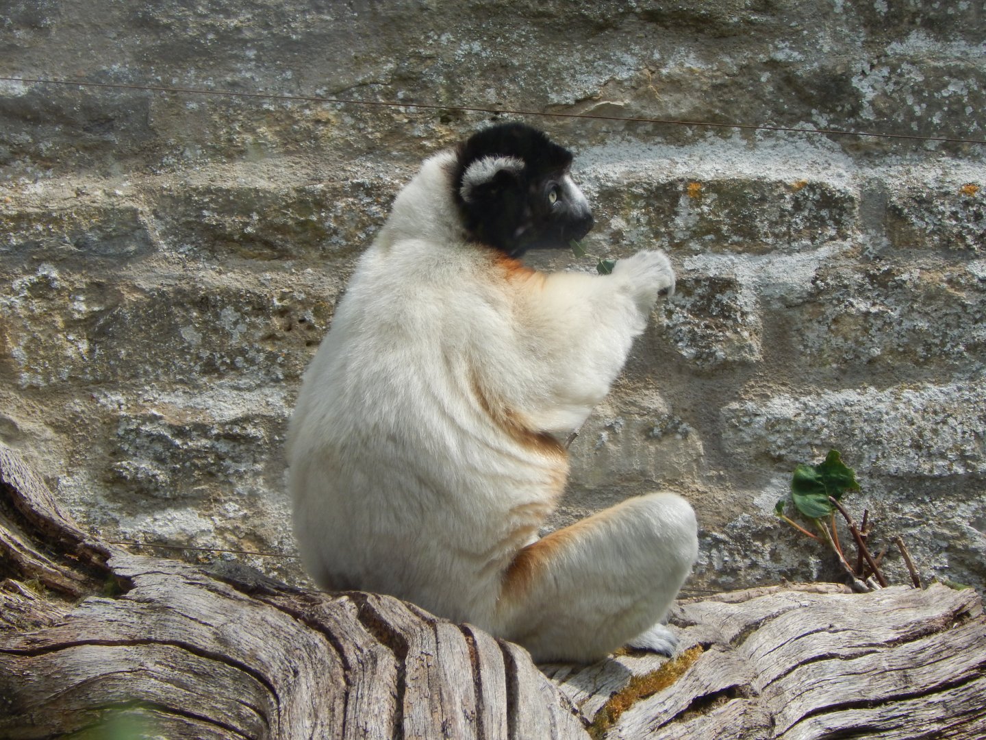 Walled Garden - Crowned sifaka 310525