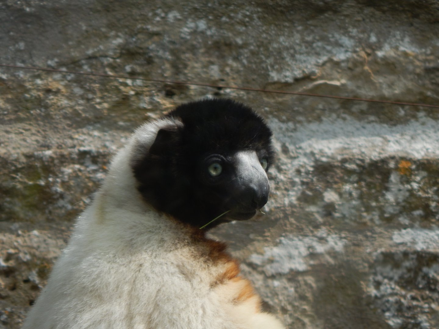 Walled Garden - Crowned sifaka 310525