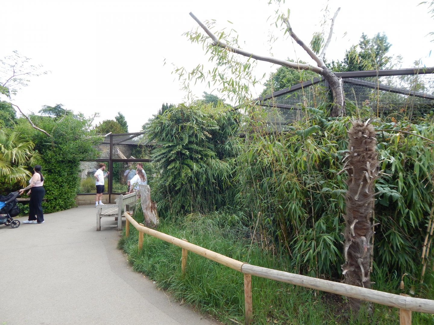 Walled Garden - Crowned sifaka enclosure 310525