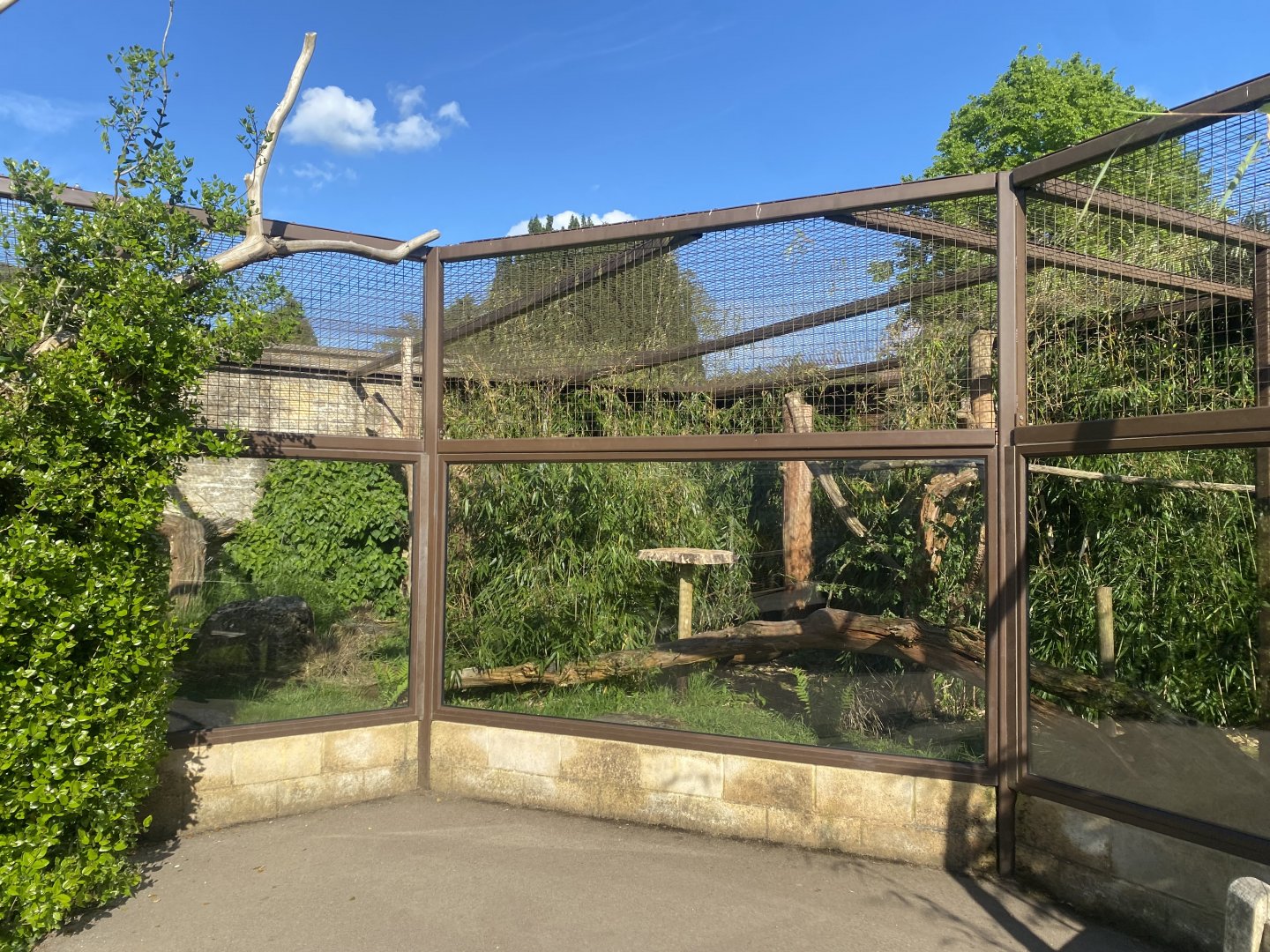 Walled Garden - Crowned sifaka exhibit 150524