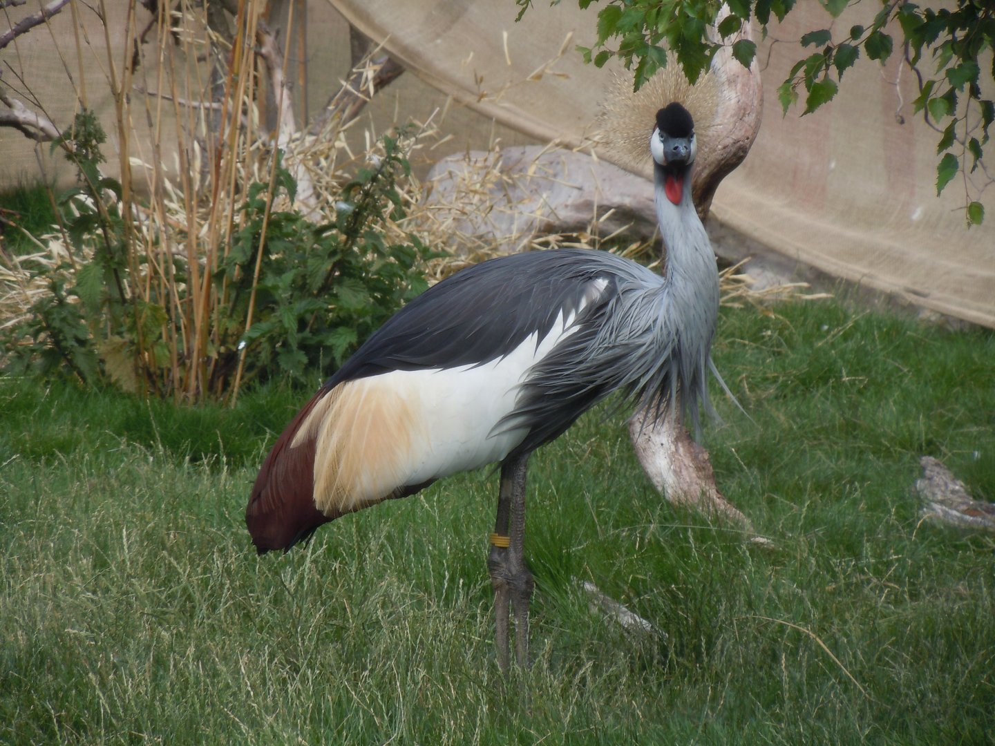 Walled Garden - Eastern grey crowned-crane 290620