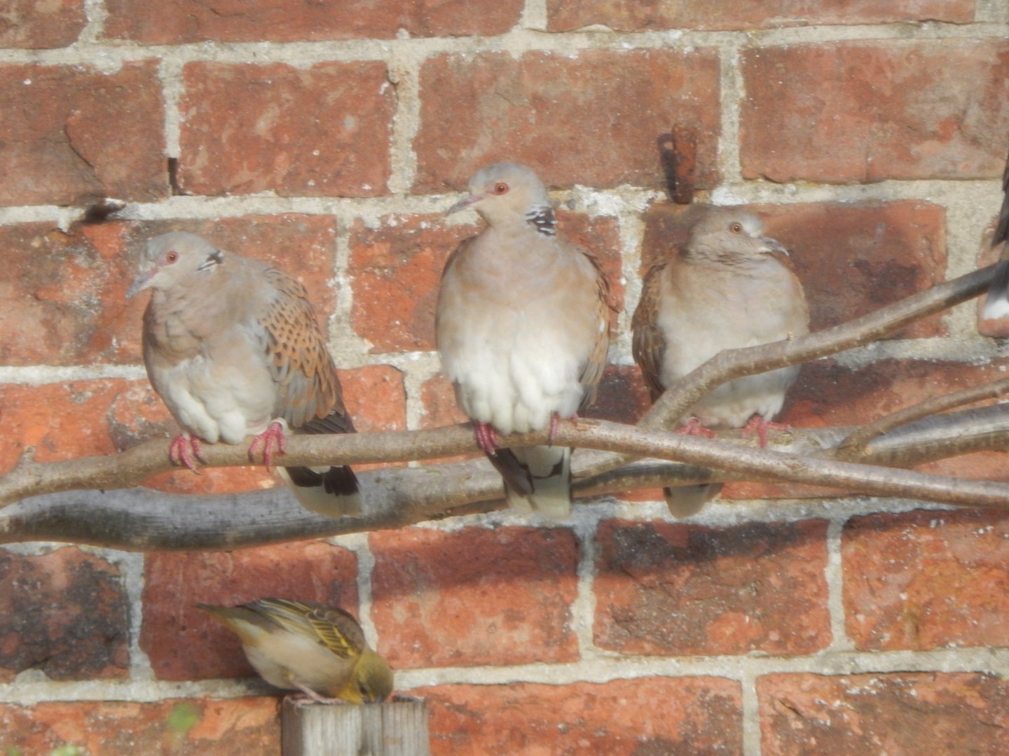 Walled Garden - European turtle doves 051123