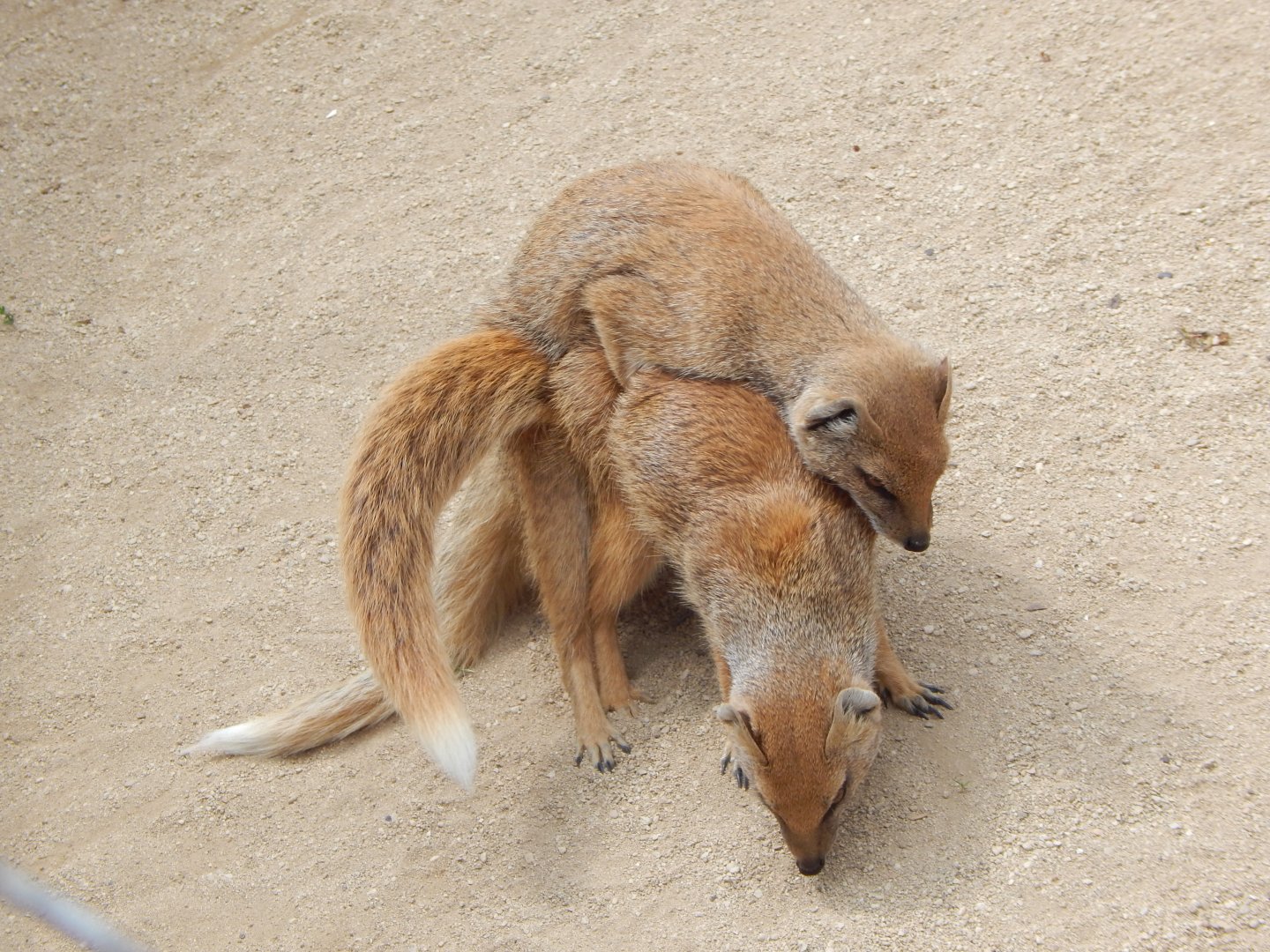 Walled Garden - Good news for the Yellow mongoose breeding programme 310525