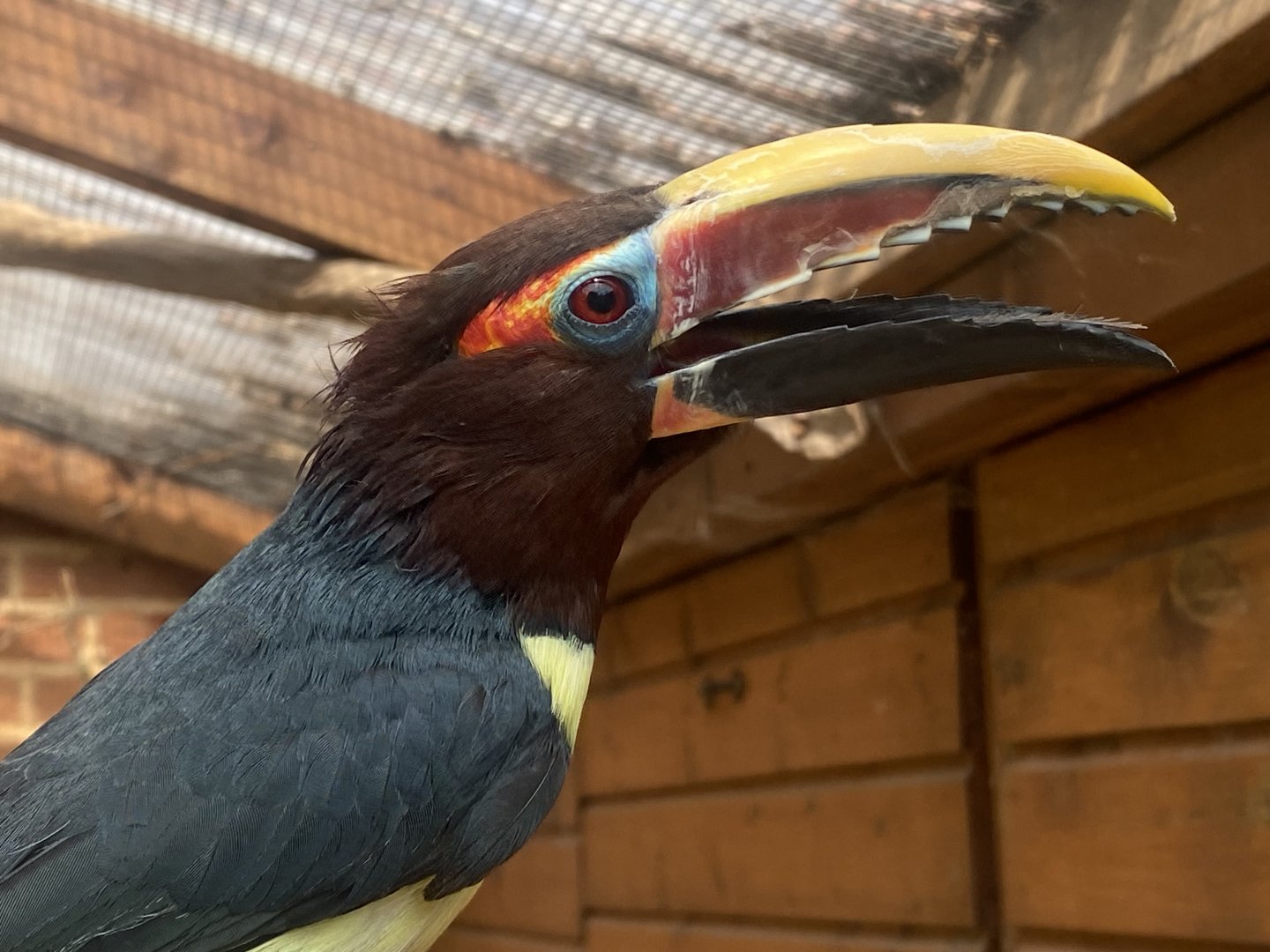 Walled Garden - Green aracari 310525