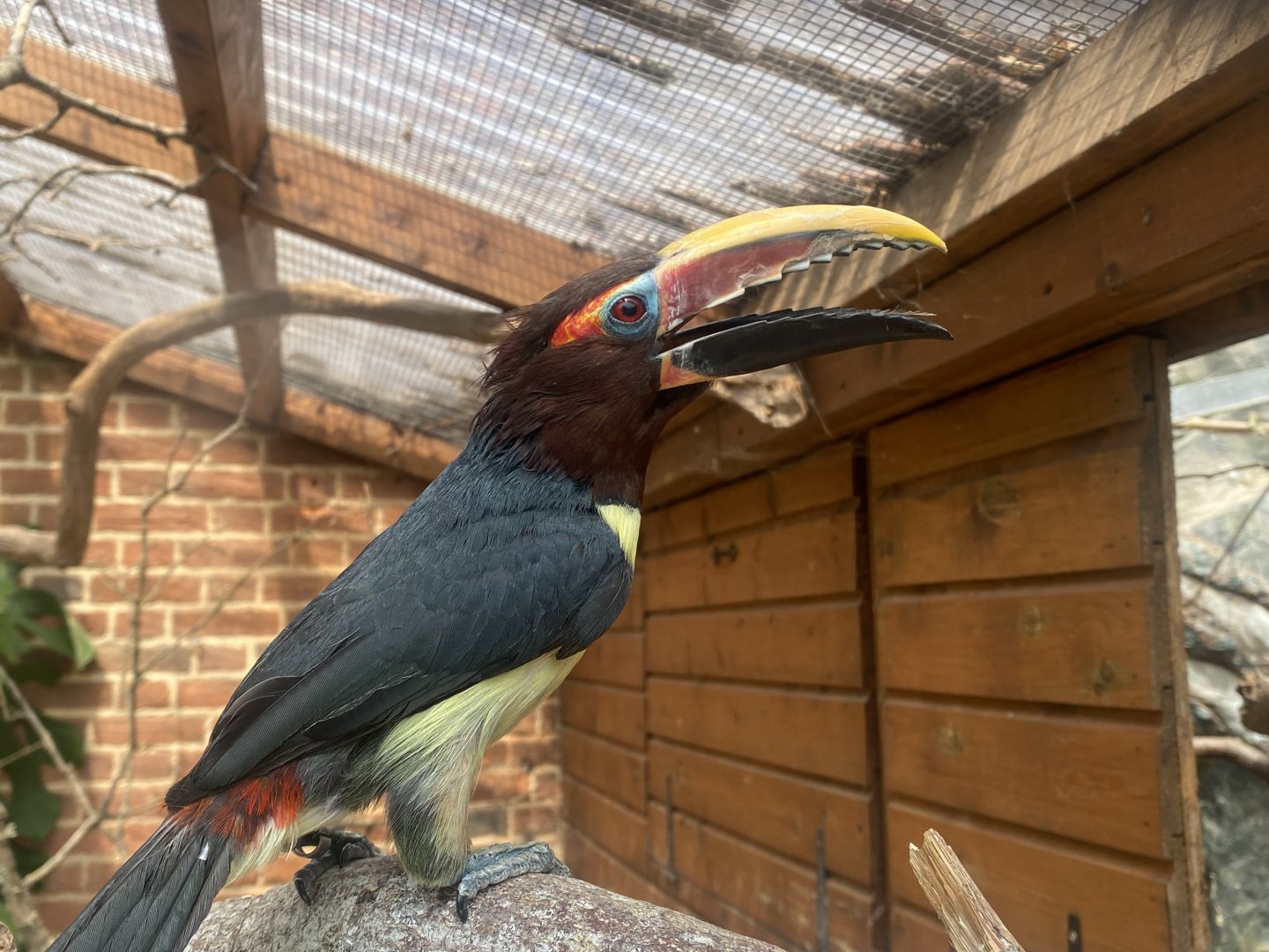 Walled Garden - Green aracari 310525
