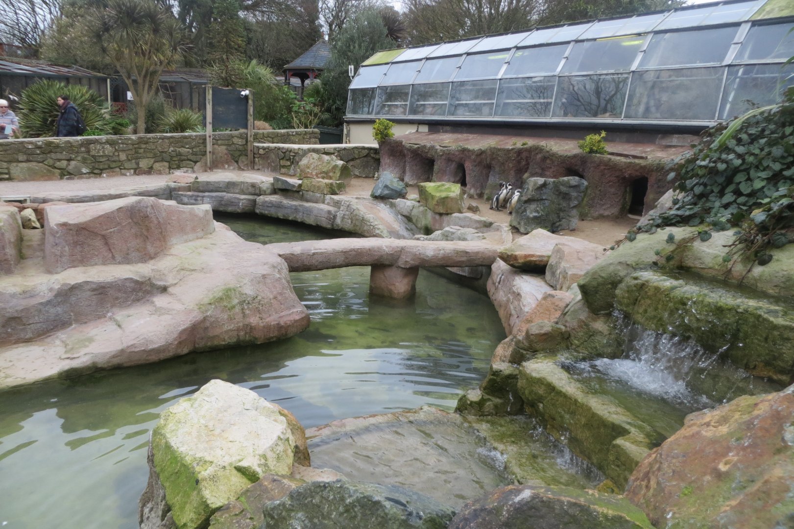 Walled Garden - Humboldt penguin and Common eider enclosure 190219