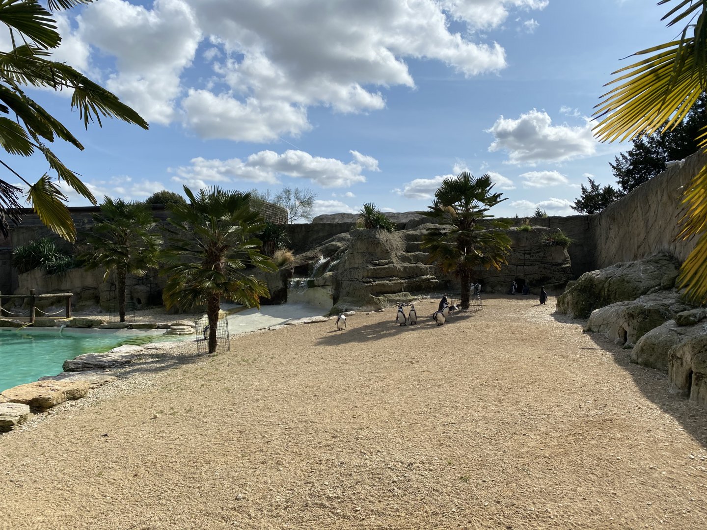 Walled Garden - Humboldt penguin enclosure 120920