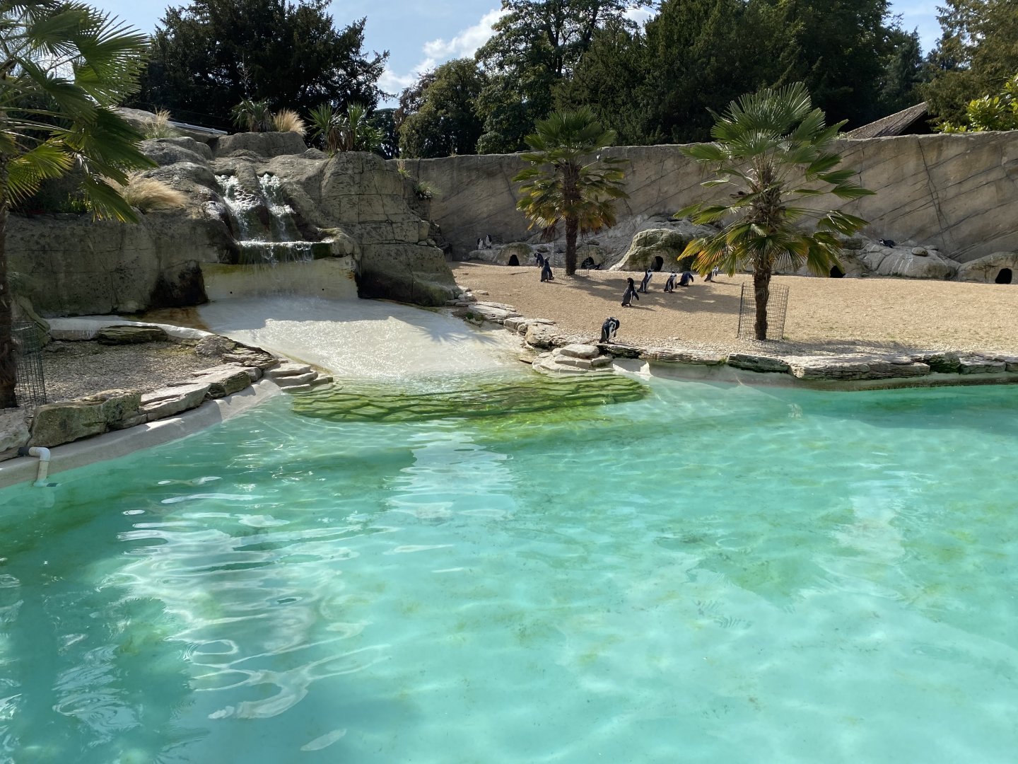 Walled Garden - Humboldt penguin enclosure 120920