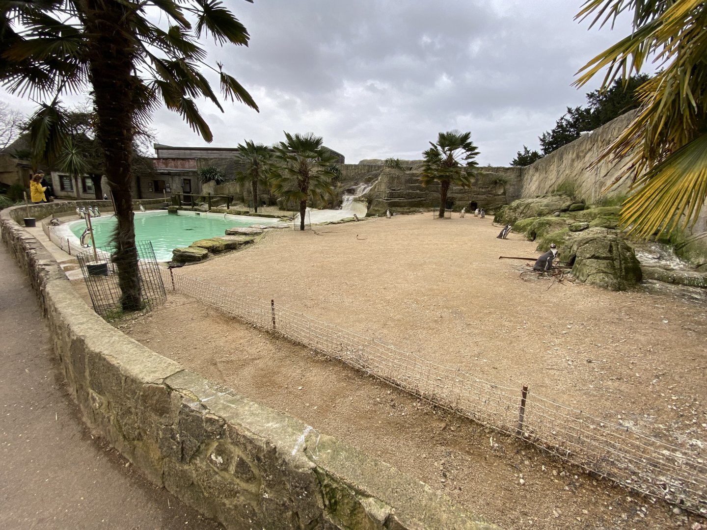 Walled Garden - Humboldt penguin enclosure 280222