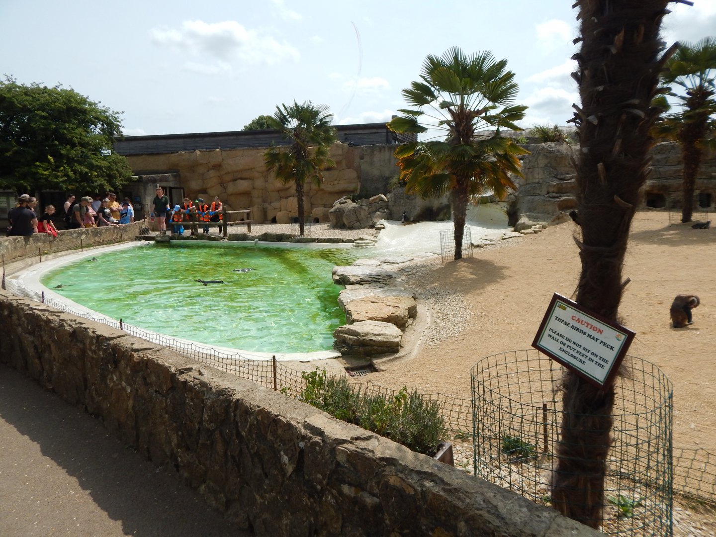 Walled Garden - Humboldt penguin enclosure 310525