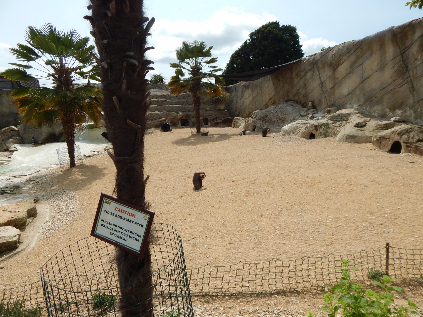 Walled Garden - Humboldt penguin enclosure 310525
