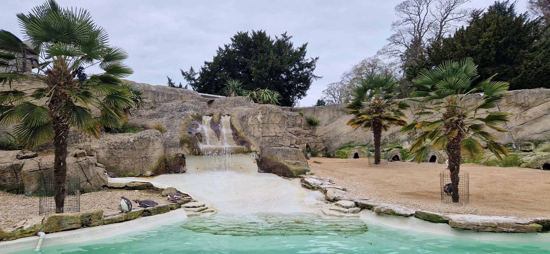 Walled Garden,  Humboldt Penguin exhibit