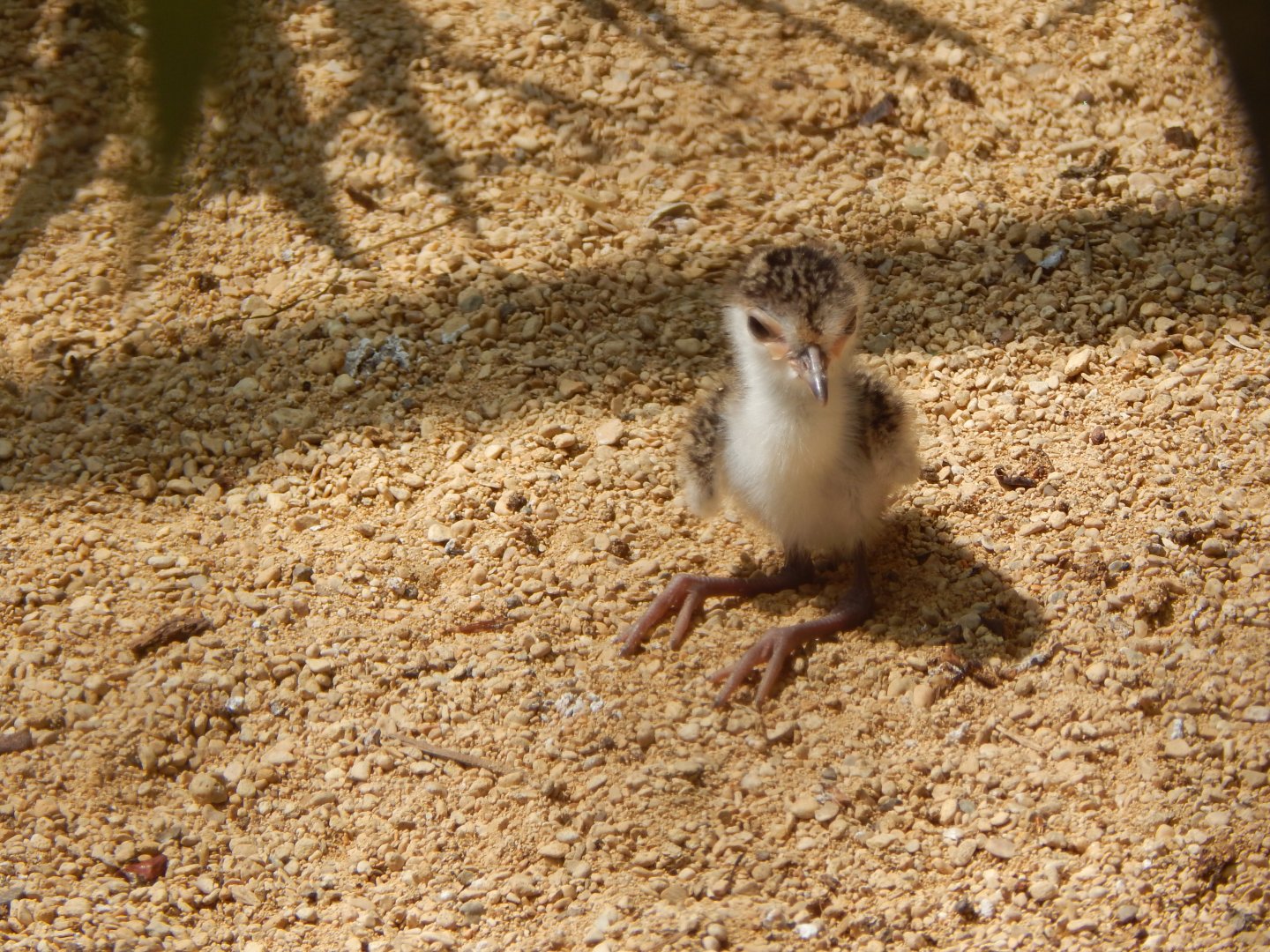 Walled Garden - Juvenile Masked lapwing 310525