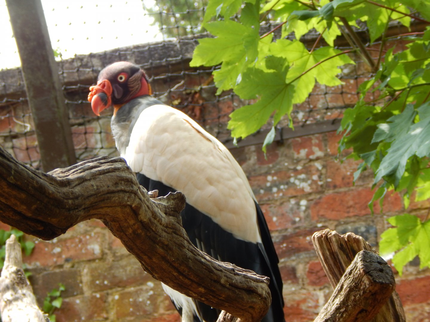 Walled Garden - King vulture 310525