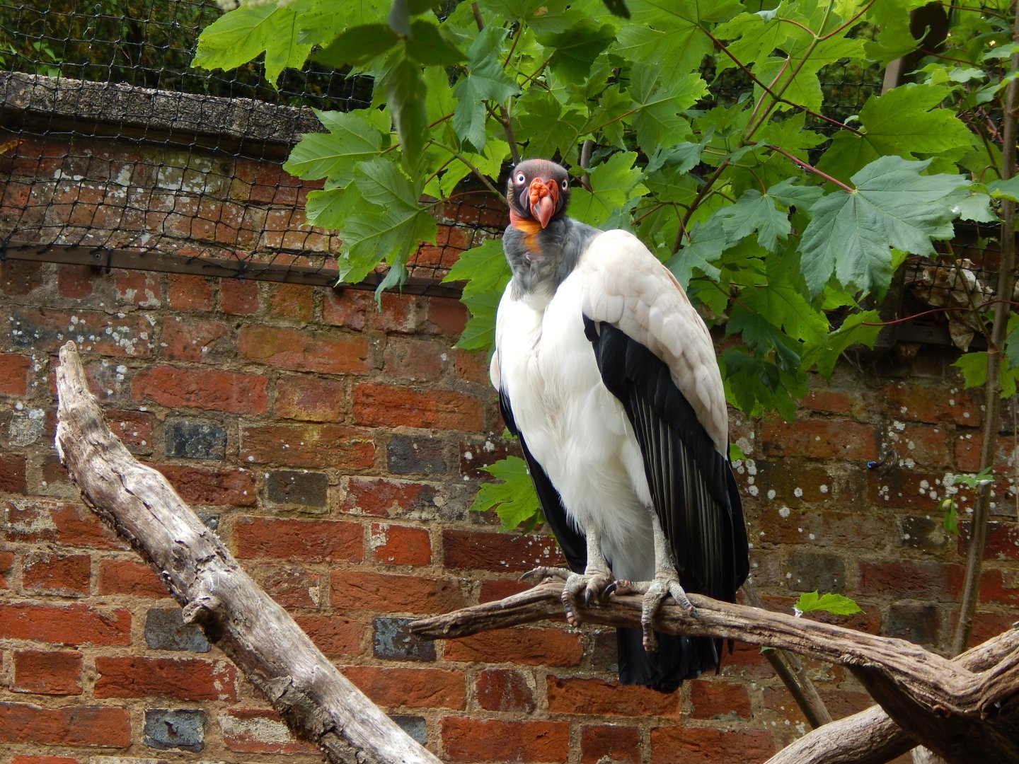 Walled Garden - King vulture 310525