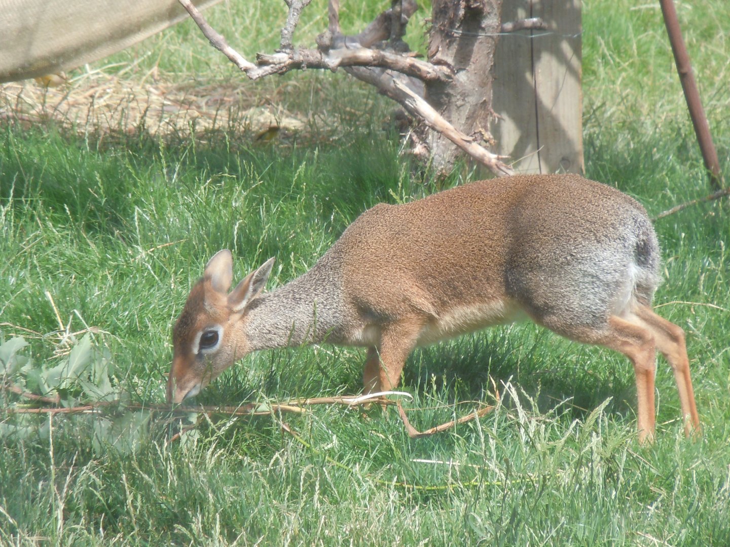Walled Garden - Kirk's dik-dik 290620