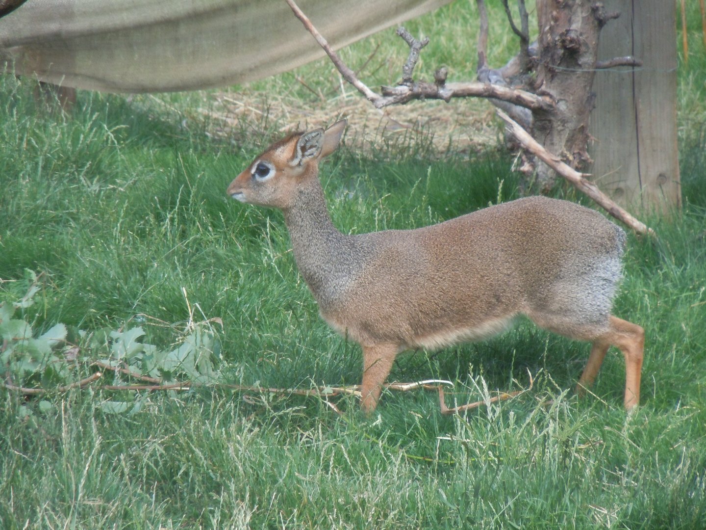Walled Garden - Kirk's dik-dik 290620