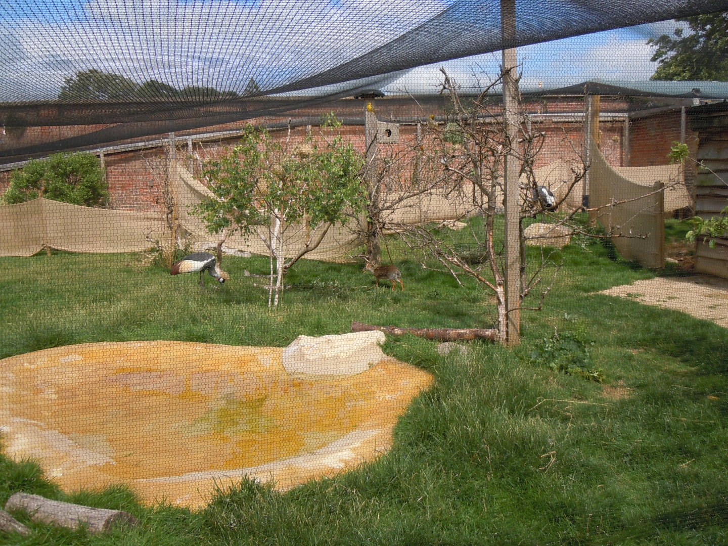 Walled Garden - Large aviary 290620