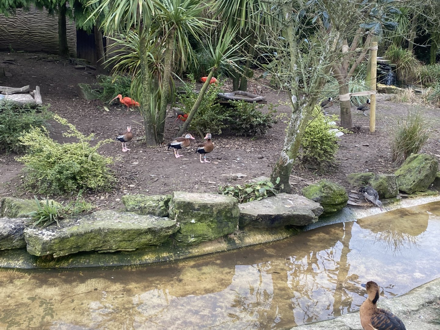 Walled Garden - Large aviary inhabitants 280222