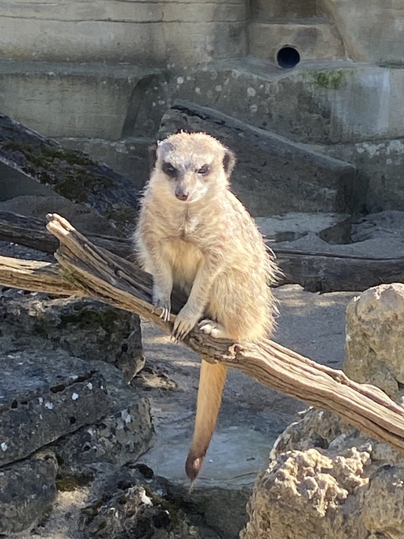 Walled Garden - Meerkat 150524