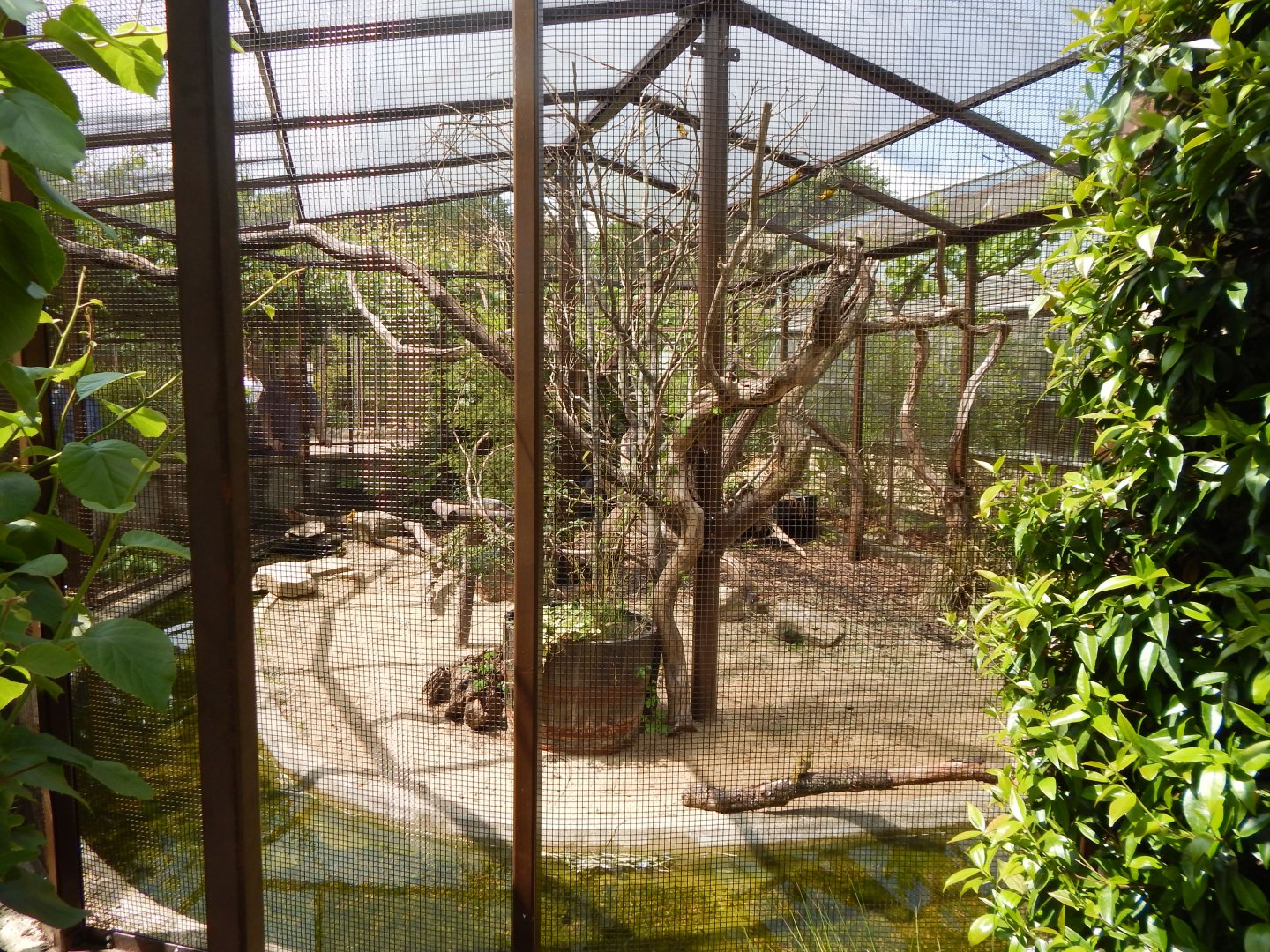 Walled Garden - Mixed aviary 310525