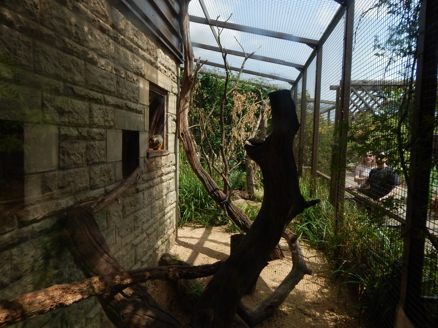 Walled Garden - Mixed South American enclosure 310525