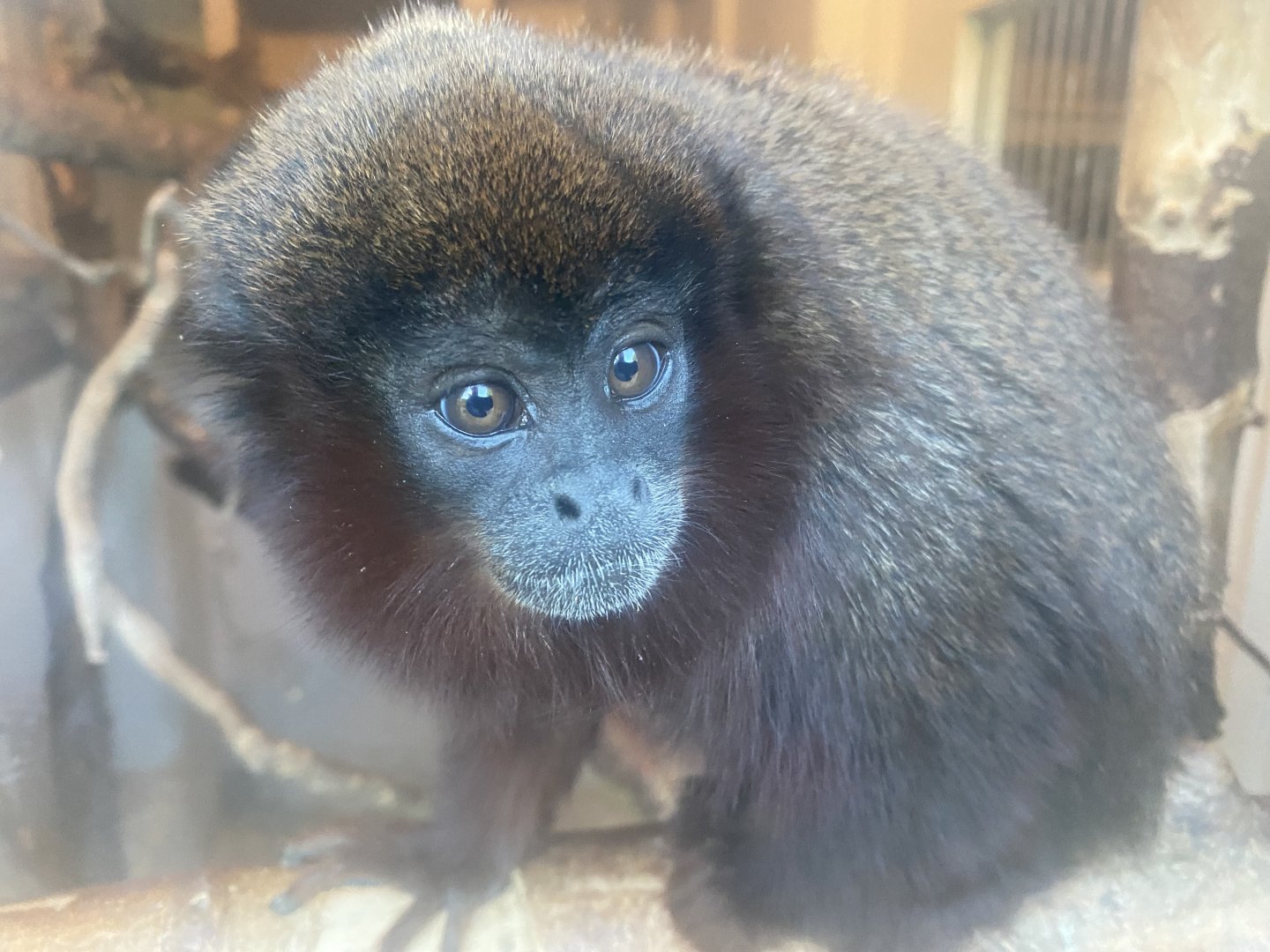 Walled Garden - Red titi 150524