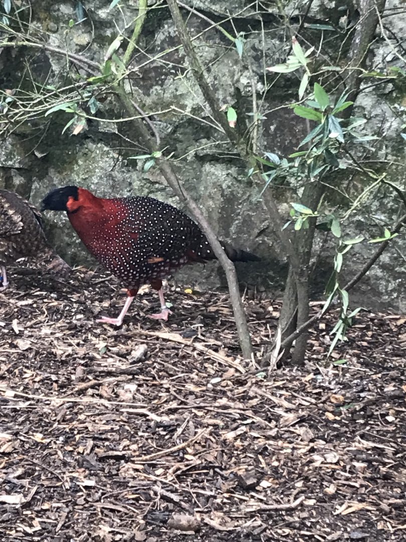 Walled Garden - Satyr tragopan 190219