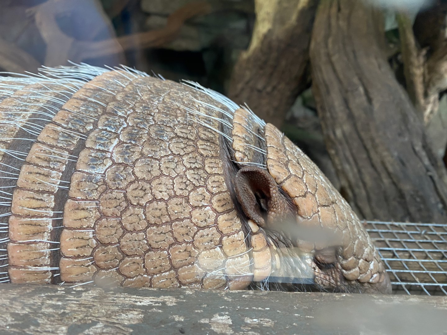 Walled Garden - Six-banded armadillo 120920