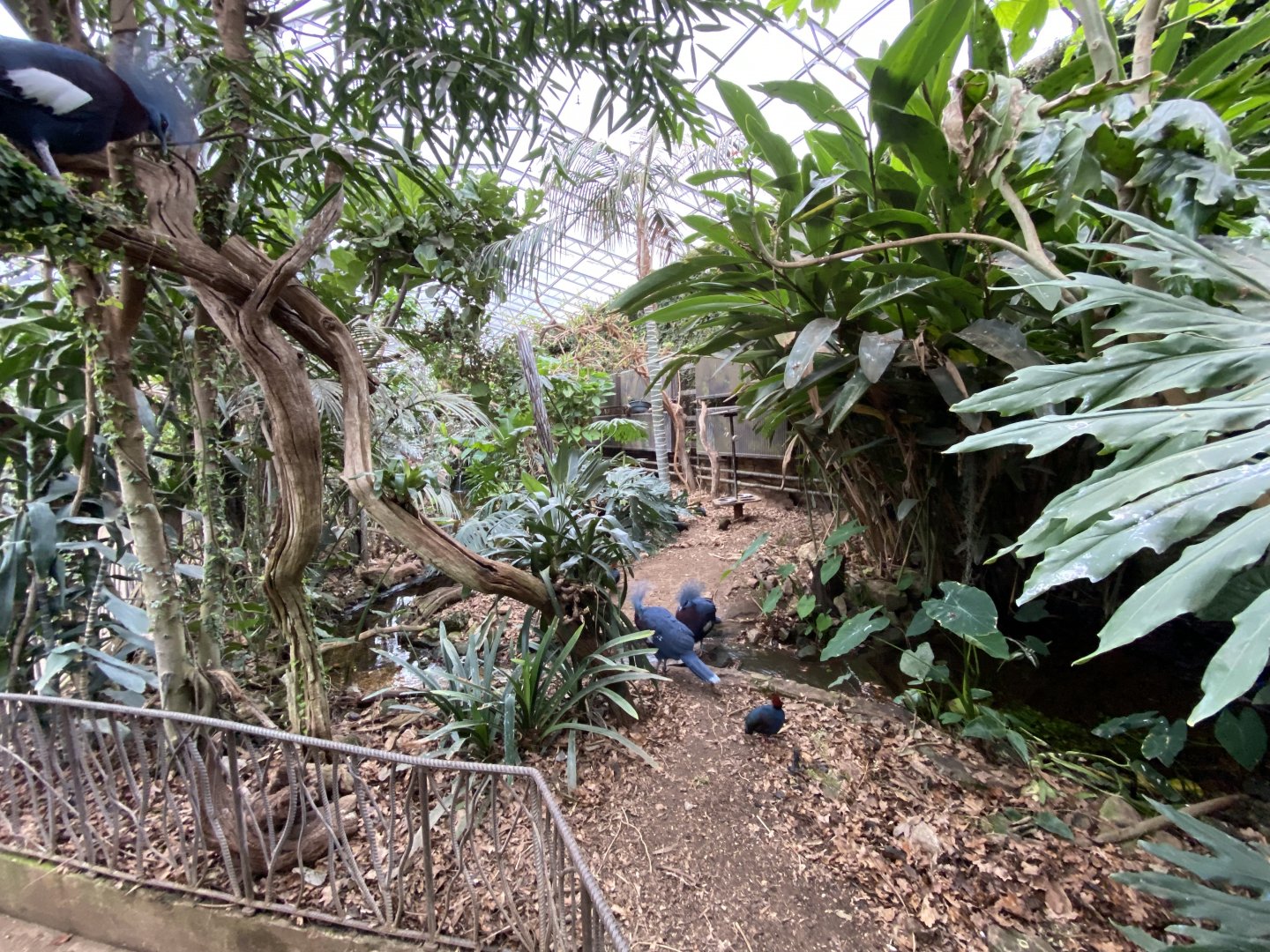 Walled Garden - Tropical House 280222