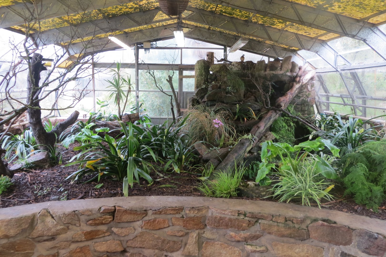 Walled Garden Tropical House - Free flight area 190219