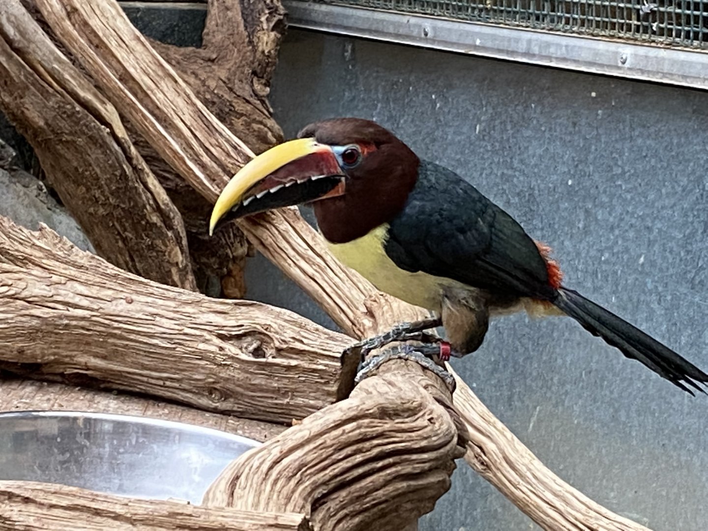 Walled Garden - Tropical House - Green aracari 280222