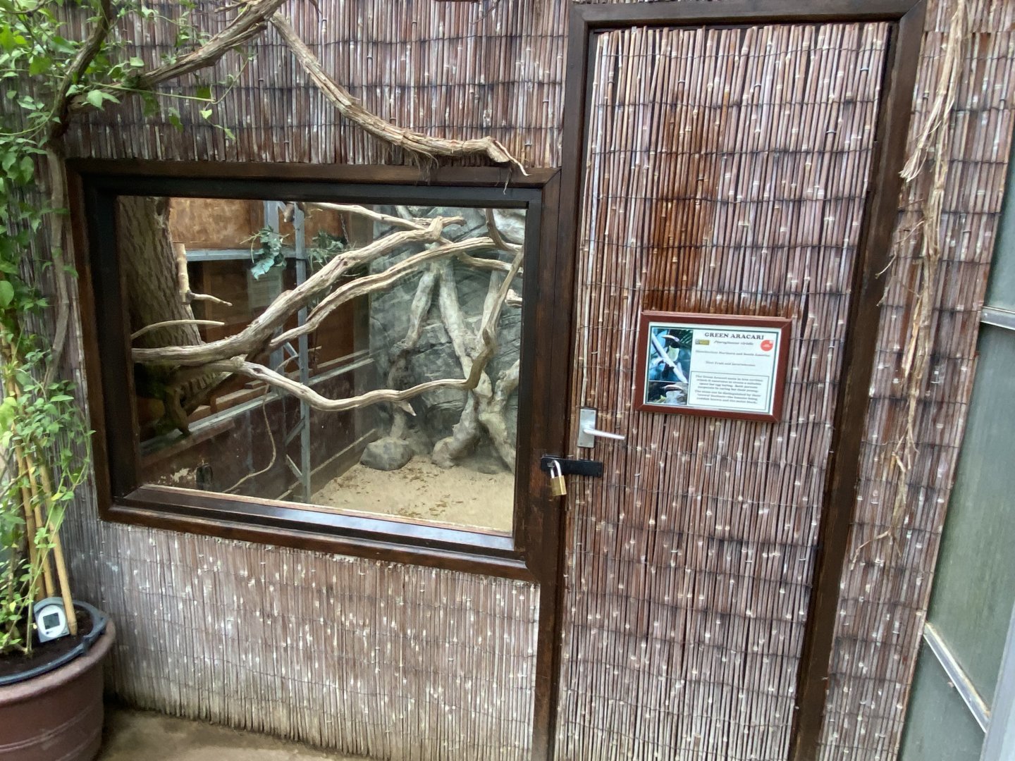 Walled Garden - Tropical House - Green aracari aviary 280222