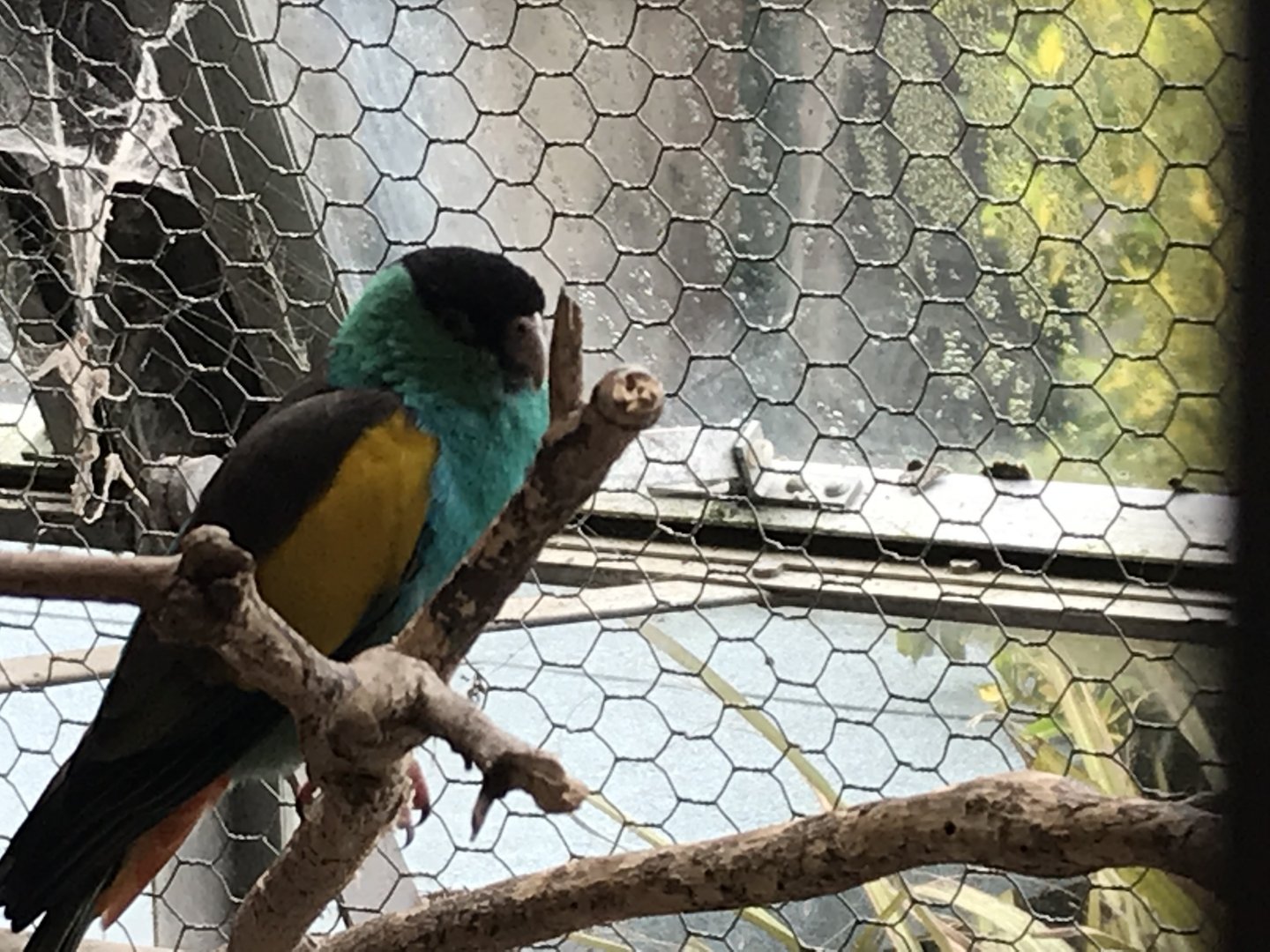 Walled Garden Tropical House - Hooded parrot 190219