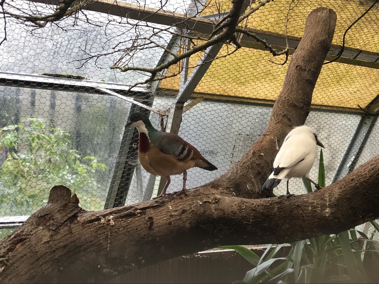 Walled Garden Tropical House inhabitants 190219
