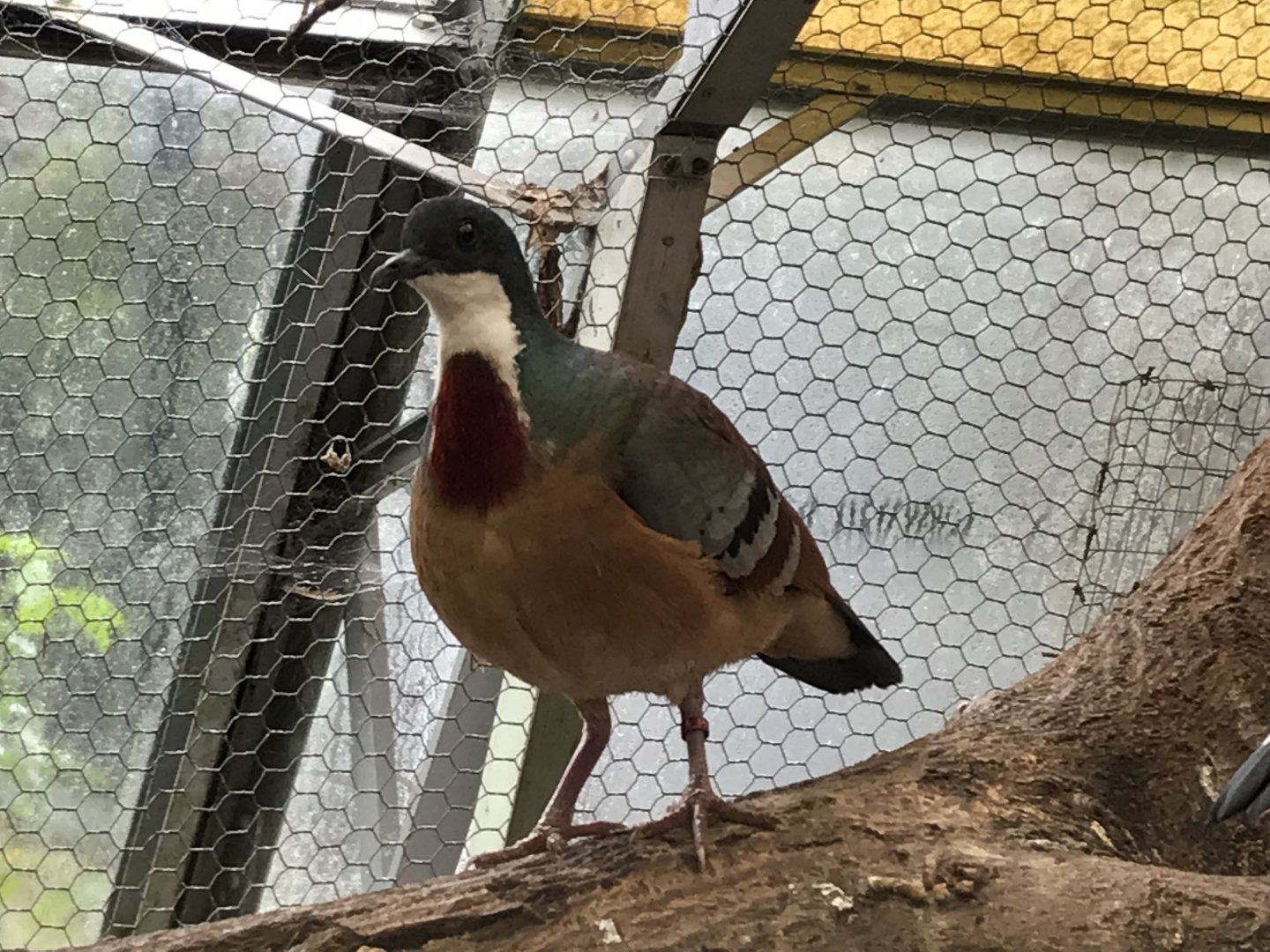 Walled Garden Tropical House - Mindanao bleeding-heart 190219