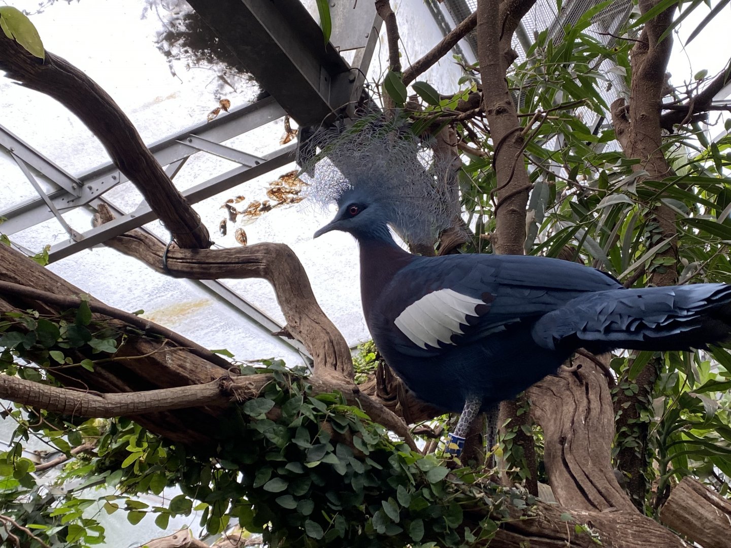 Walled Garden - Tropical House - Sclater's crowned pigeon 280222