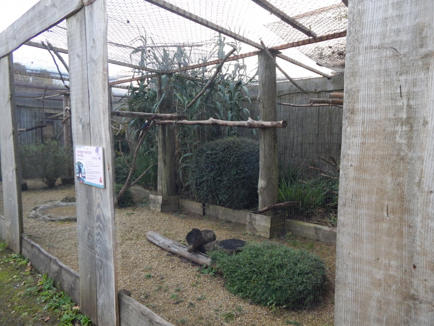 Walled Garden - Visayan tarictic hornbill aviary 051123