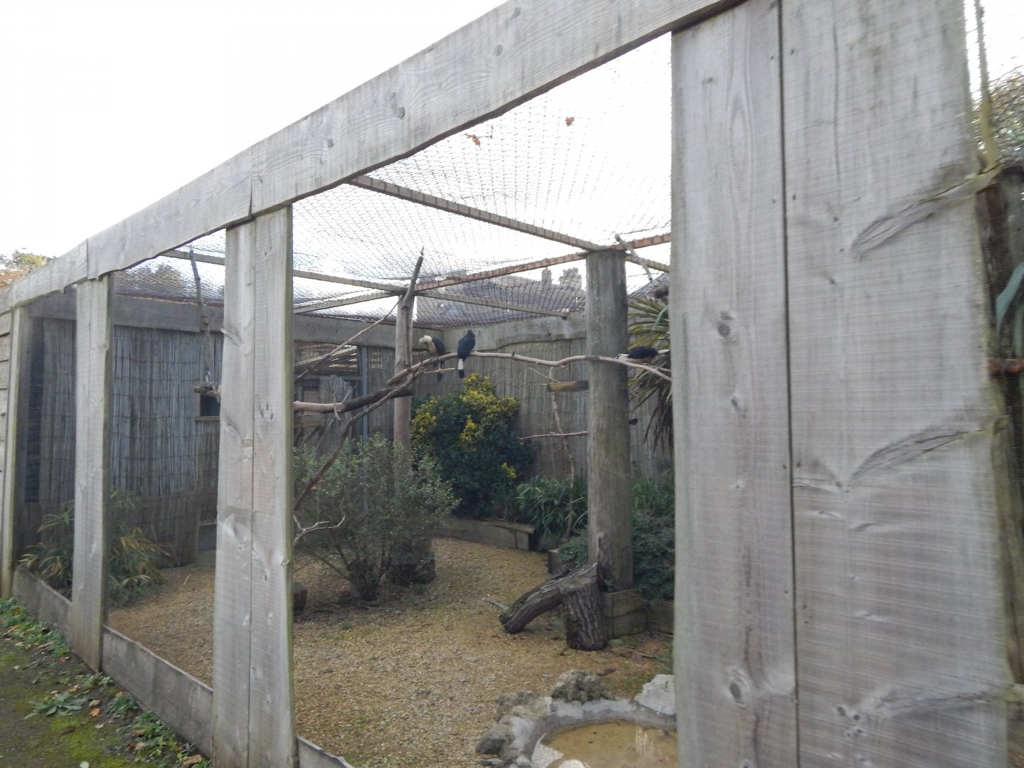 Walled Garden - Visayan tarictic hornbill aviary 051123