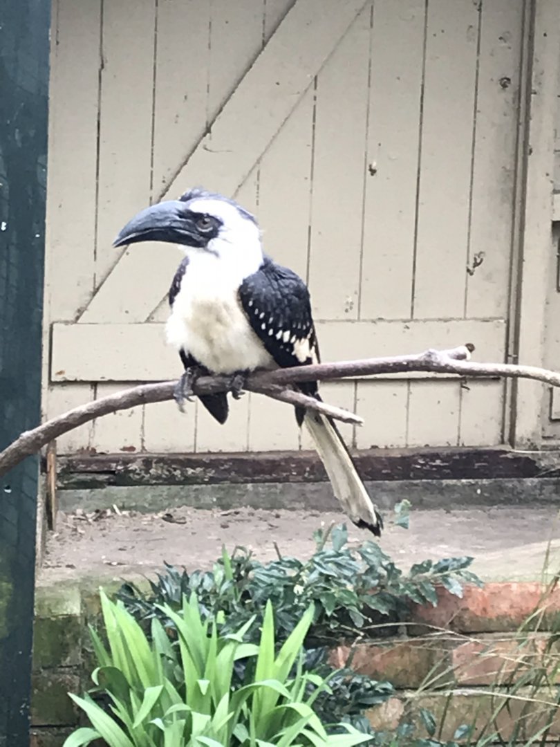 Walled Garden - Von der Decken's Hornbill 190219