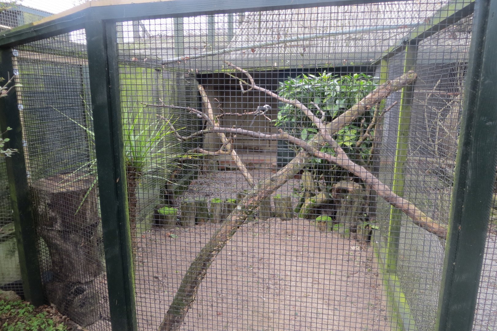 Walled Garden - Von der Decken's hornbill aviary 190219