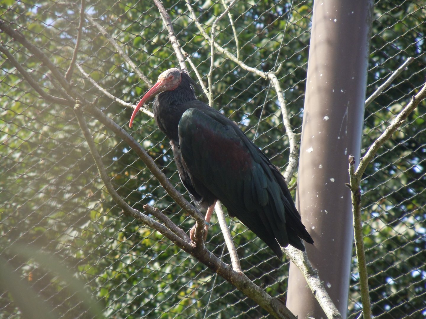 Walled Garden - Waldrapp 120920