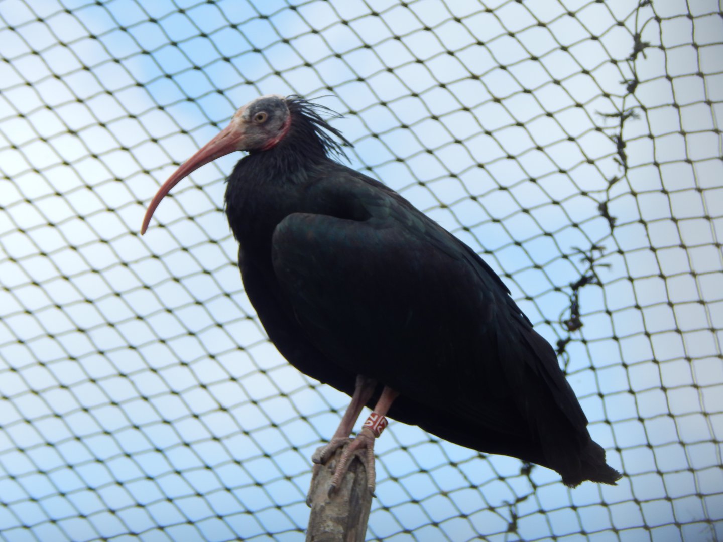 Walled Garden - Waldrapp 310525