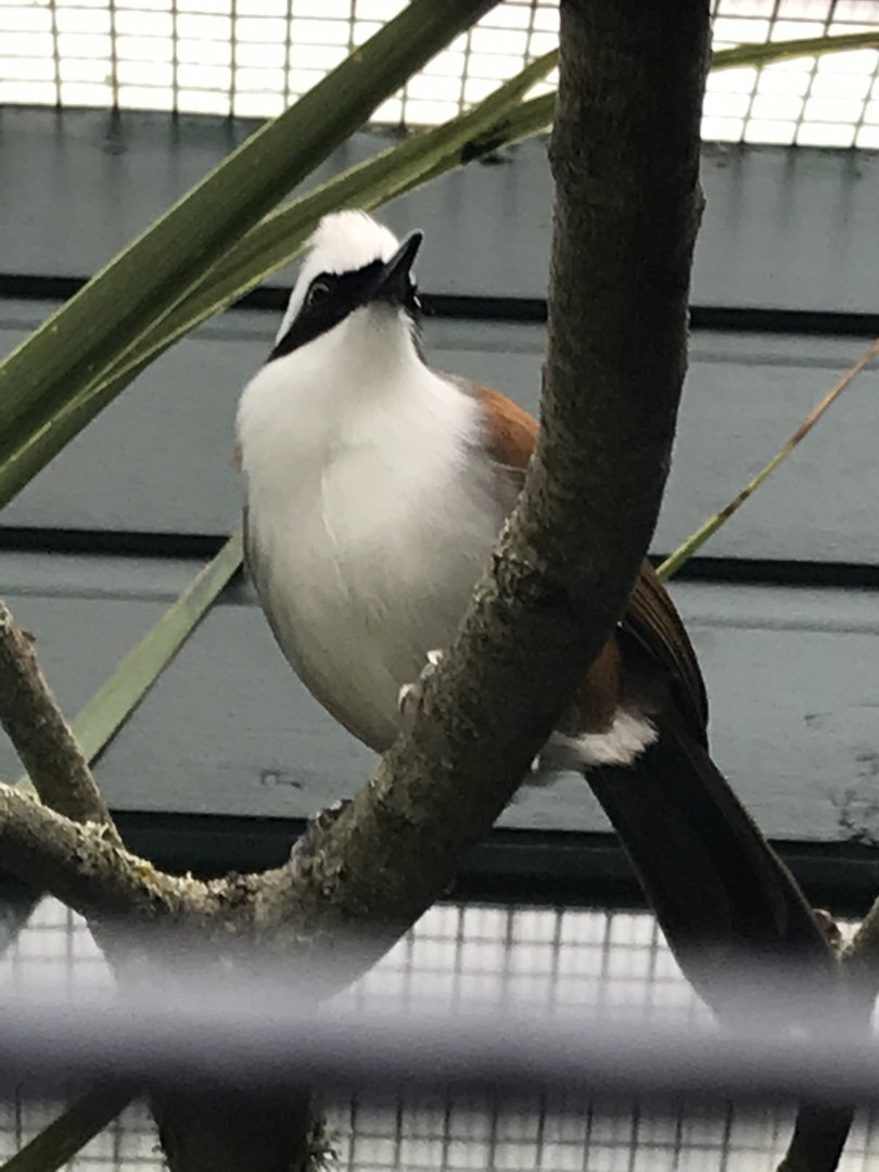 Walled Garden - White-crested laughingthrush 190219