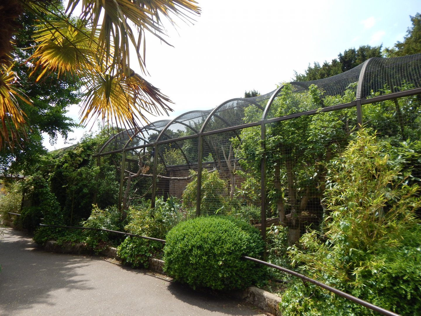Walled Garden - Wrinkled hornbill aviary 310525