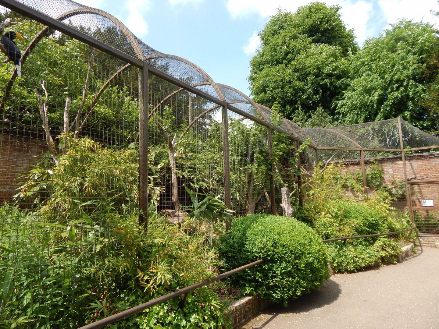 Walled Garden - Wrinkled hornbill aviary 310525