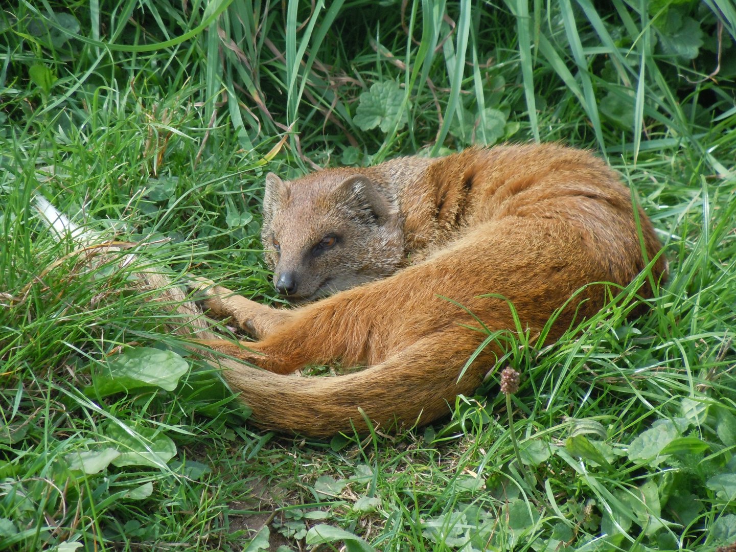 Walled Garden - Yellow mongoose 120920