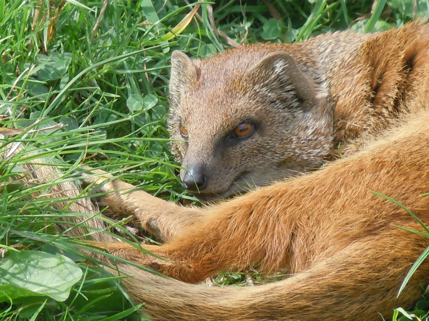 Walled Garden - Yellow mongoose 120920